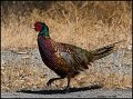 _0SB4278 ring-necked pheasant